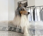 Small #3 Collie