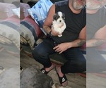 Small #4 Havanese-Mal-Shi Mix