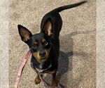 Small #4 Miniature Pinscher Mix