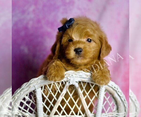 Medium Photo #4 Goldendoodle (Miniature) Puppy For Sale in WARSAW, IN, USA