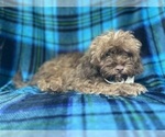 Small #7 ShihPoo