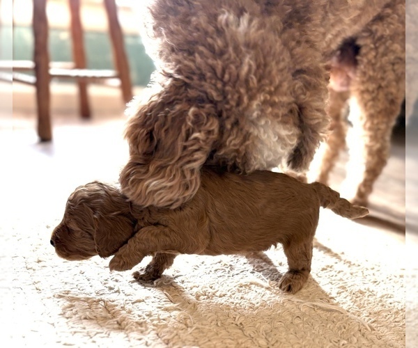Medium Photo #8 Goldendoodle (Miniature) Puppy For Sale in SAINT MARYS, KS, USA