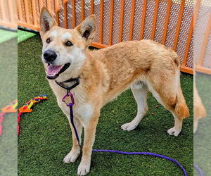 German Shepherd Dog-Unknown Mix Dogs for adoption in Las Vegas, NV, USA