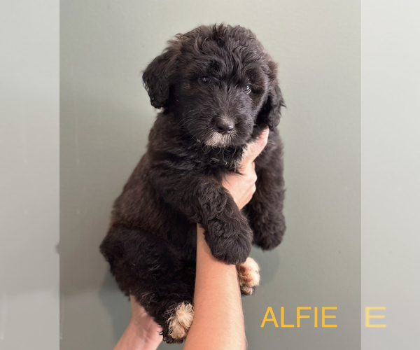 Medium Photo #1 Aussiedoodle Puppy For Sale in SOMERVILLE, TN, USA