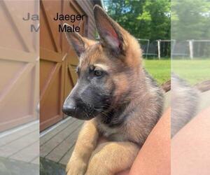 German Shepherd Dog Puppy for Sale in BEAVER FALLS, Pennsylvania USA
