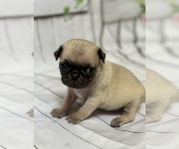 Medium Photo #18 Pug Puppy For Sale in BRIDGEPORT, CT, USA