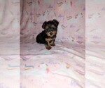 Puppy Minnie Yorkshire Terrier