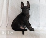 Puppy Puppy 5 German Shepherd Dog