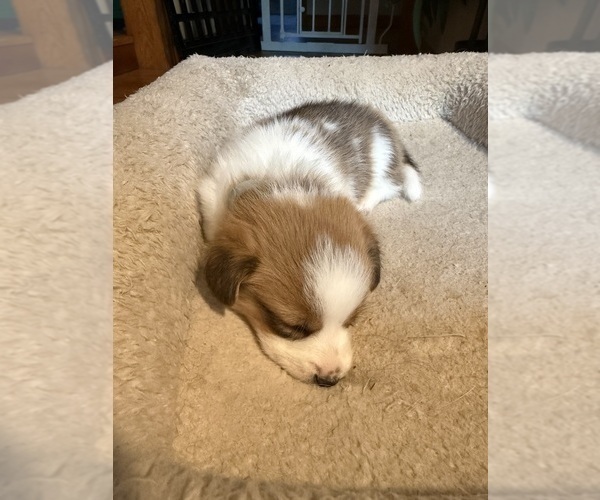 Medium Photo #4 Pembroke Welsh Corgi Puppy For Sale in GRAND RAPIDS, MI, USA