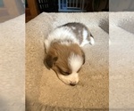 Small #3 Pembroke Welsh Corgi