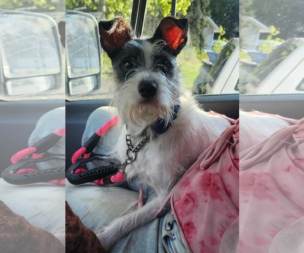 Medium Photo #1 Jack Russell Terrier-Unknown Mix Puppy For Sale in Anchorage, AK, USA