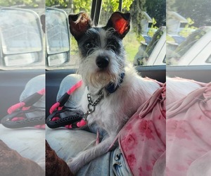 Jack Russell Terrier-Unknown Mix Dogs for adoption in Anchorage, AK, USA