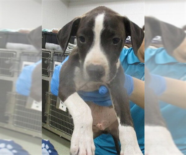 Medium Photo #1 American Pit Bull Terrier Puppy For Sale in Oklahoma City, OK, USA