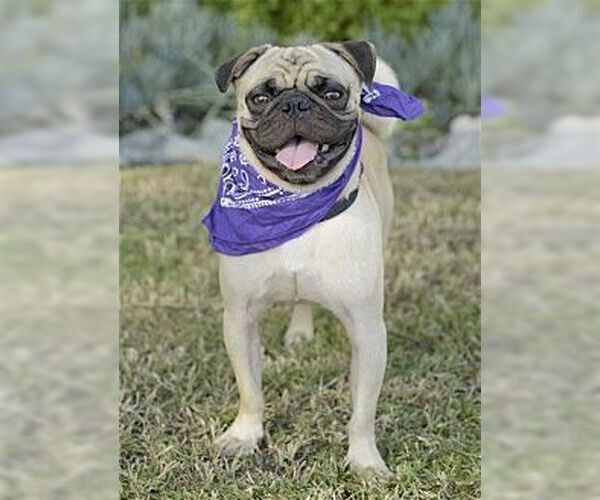 Medium Photo #2 Pug Puppy For Sale in Dana Point, CA, USA