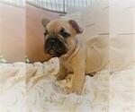 Small Photo #6 French Bulldog Puppy For Sale in CLAYTON, CA, USA