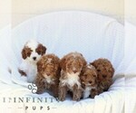 Small #1 Cavapoo (Miniature)