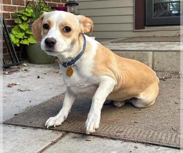 Medium Photo #3 Boxerhuahua Puppy For Sale in Lakewood, CO, USA