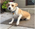 Small #2 Boxerhuahua