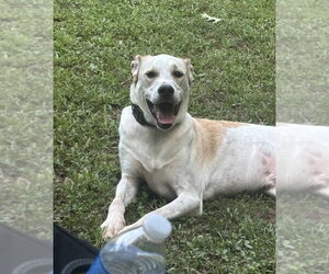 Pointer-Unknown Mix Dogs for adoption in Candler, NC, USA