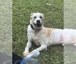Small Pointer Mix