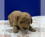 Small Photo #11 Poodle (Miniature) Puppy For Sale in BLUE MOUND, TX, USA