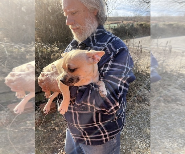 Medium Photo #36 French Bullhuahua Puppy For Sale in SPRAGGS, PA, USA