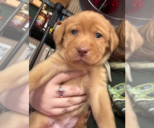 Medium Labrador Retriever