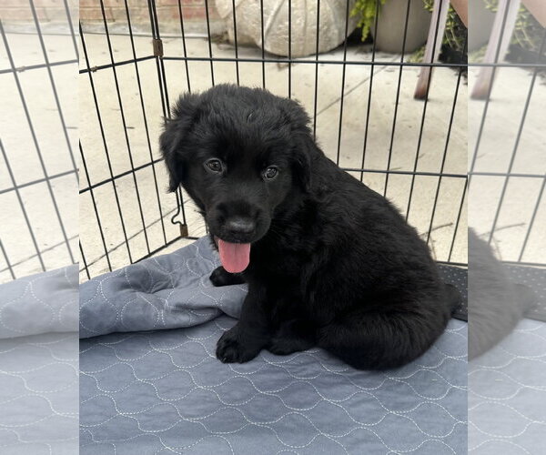 Medium Photo #8 Australian Shepherd Puppy For Sale in Euless, TX, USA