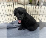 Small #7 Australian Shepherd