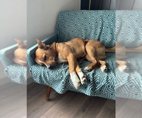 Medium Photo #2 Mutt Puppy For Sale in Aurora, CO, USA