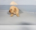 Small #4 Golden Retriever