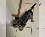 Small #1 Mutt