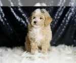 Small #5 Maltipoo