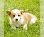 Small Photo #3 Pembroke Welsh Corgi Puppy For Sale in CHAMBERSBURG, PA, USA