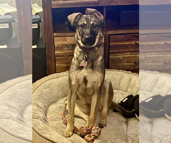 Medium Photo #9 German Shepherd Dog-Unknown Mix Puppy For Sale in Brewster, NY, USA