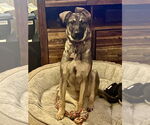 Small #8 German Shepherd Dog Mix