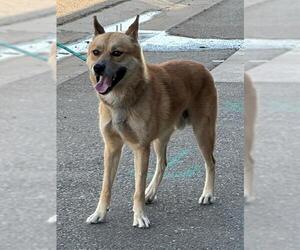 Chow Chow-Siberian Husky Mix Dogs for adoption in Stockton, CA, USA