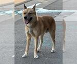 Small Chow Chow-Siberian Husky Mix