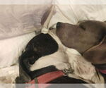 Small #6 American Bulldog-American Staffordshire Terrier Mix