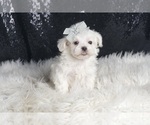Small Photo #103 Maltese Puppy For Sale in WARSAW, IN, USA