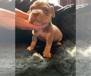 American Bully Puppy for sale in LEXINGTON, KY, USA