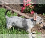 Small Photo #15 Chihuahua Puppy For Sale in BOSTON, MA, USA