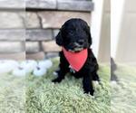 Puppy 2 Goldendoodle
