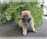 Small Photo #3 Pomeranian Puppy For Sale in BENTON, IL, USA