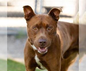 American Pit Bull Terrier-Unknown Mix Dogs for adoption in Camarillo, CA, USA