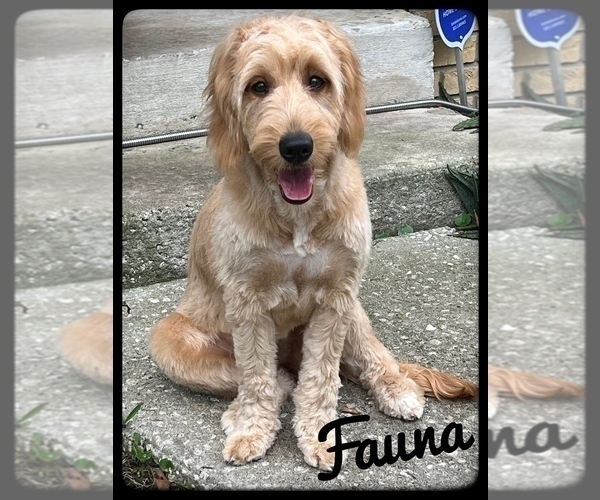 Medium Photo #1 Goldendoodle Puppy For Sale in ORANGE PARK, FL, USA