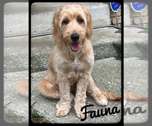 Mother of the Goldendoodle puppies born on 05/23/2025