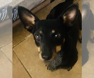 Elaine - Female American Rat Pinscher Dog for Adoption - Photo #2
