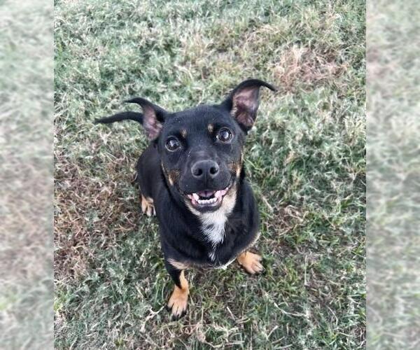 Medium Photo #3 Dachshund-Unknown Mix Puppy For Sale in Missouri City, TX, USA