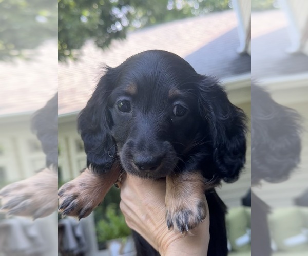 Medium Photo #4 Dachshund Puppy For Sale in LANEXA, VA, USA